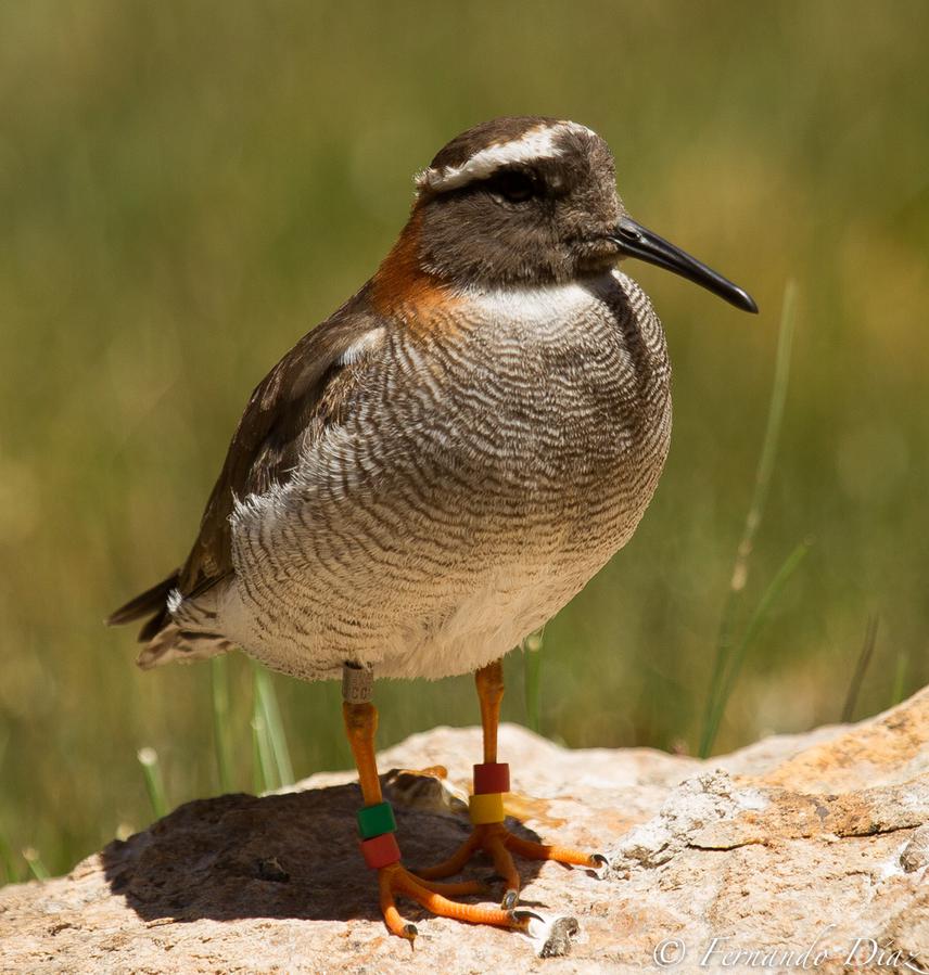 Diademed Sandpiper-Plover (Phegornis mitchellii).