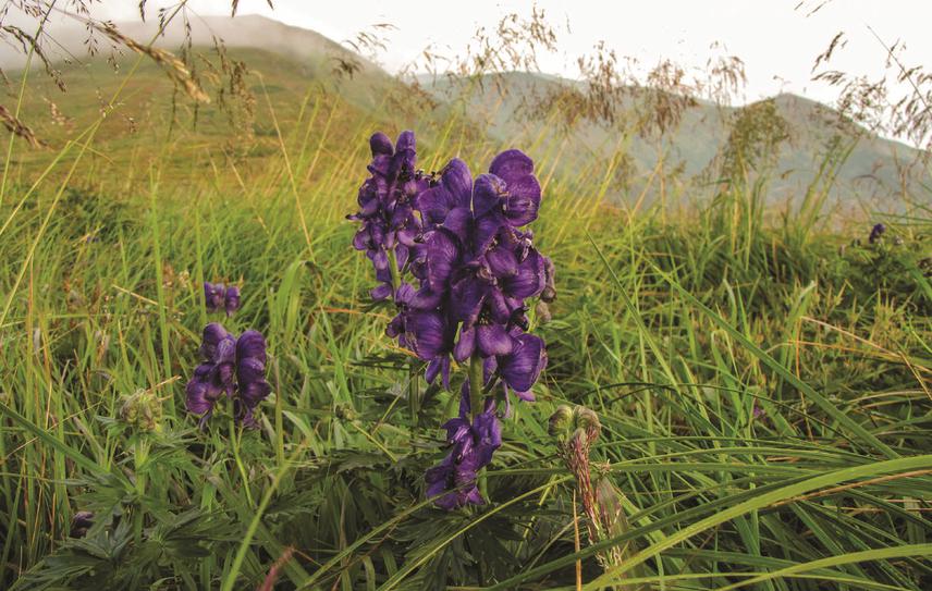 Aconites in Chornohora.