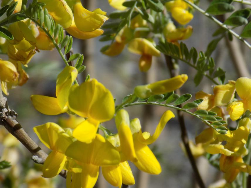 Sophora mollis subsp dutheii.