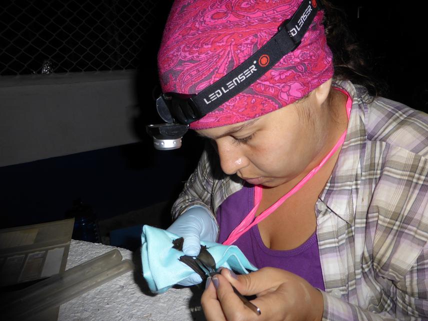 Taking samples from a Glossophaga soricina. © Marco Tschapka.