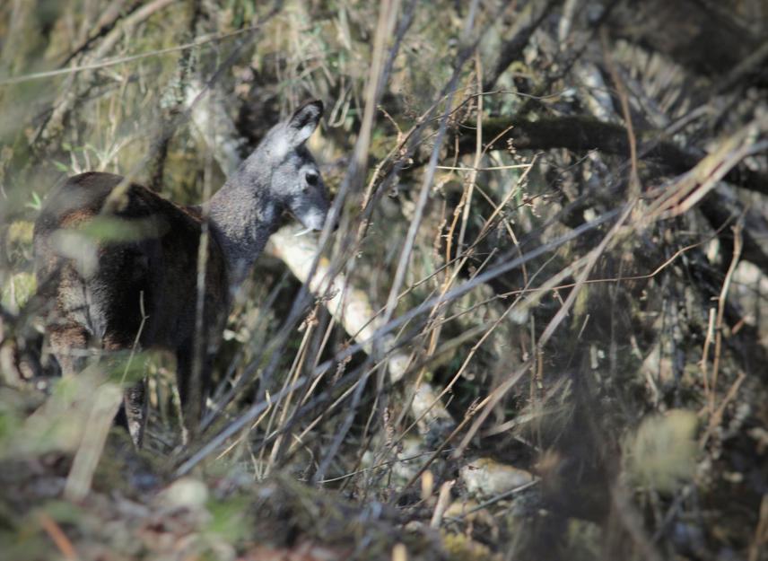 Musk deer feeding.