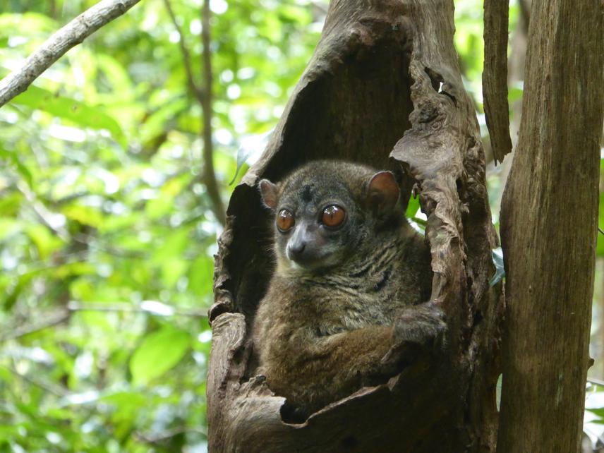 Lepilemur mittermeieri in tree hole (sleeping site).