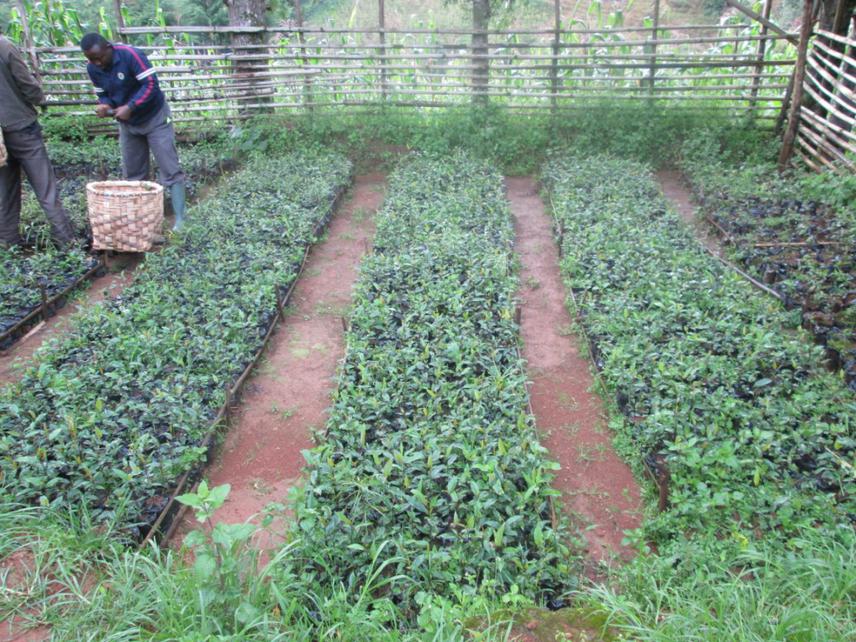 Camgew nursery for kilum forest regeneration.