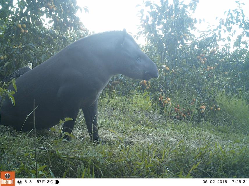 Lowland tapir in persimmon.
