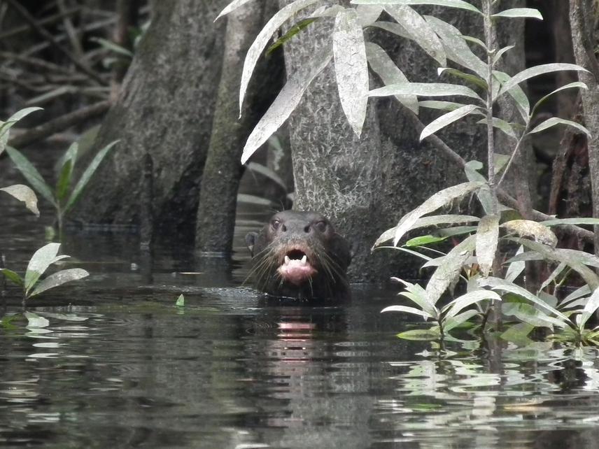 Direct sighting of Pteronura brasiliensis at Kahaalipe Lake.