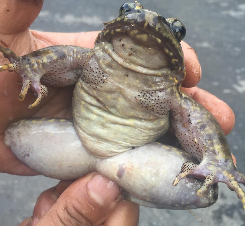 Breeding Female of Himalayan Bull Frog.