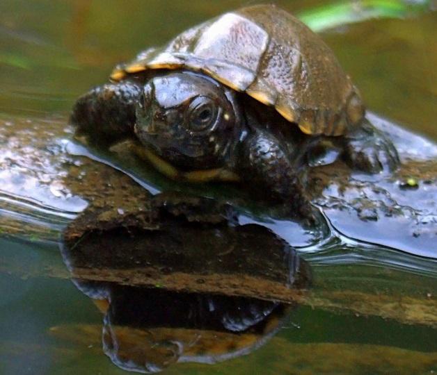 Hatchling of Emys orbicularis in a pond.