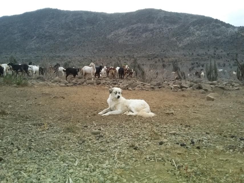 Guard dog, Great Pyrenees.