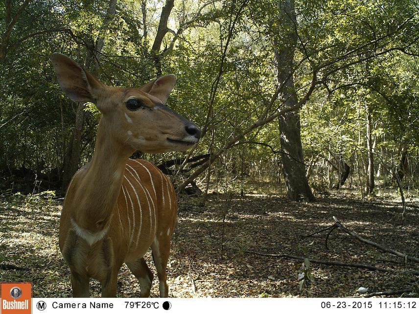Female nyala.