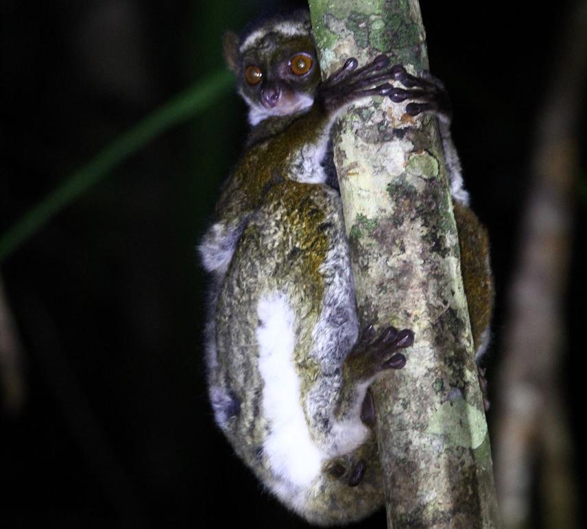 Avahi meridionalis. © George Selley.