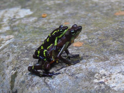 AL amplexus.jpg
