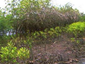 Mangrove with Rhizophora entirely degraded in Aklakou, Channel Gbaga, South of Togo,Photo ANCE-Togo, December 2005.