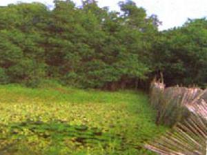 ANCE-Togo: local techniques of water reserves in mangrove zone to fight against the drying of water due to the erosion and the anarchistic exploitation of the mangrove resources. The water reserve is made with the sheets of palm trees.
