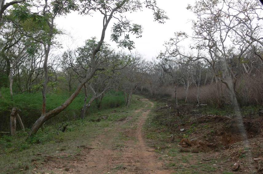 Bird-dispersed seeds germinate rapidly and remain in the seed bank for years. As a result, Lantana can invade and dominate the forest understory.
