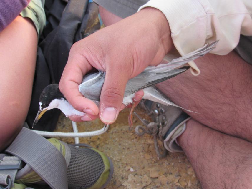 Geolocator attachment.