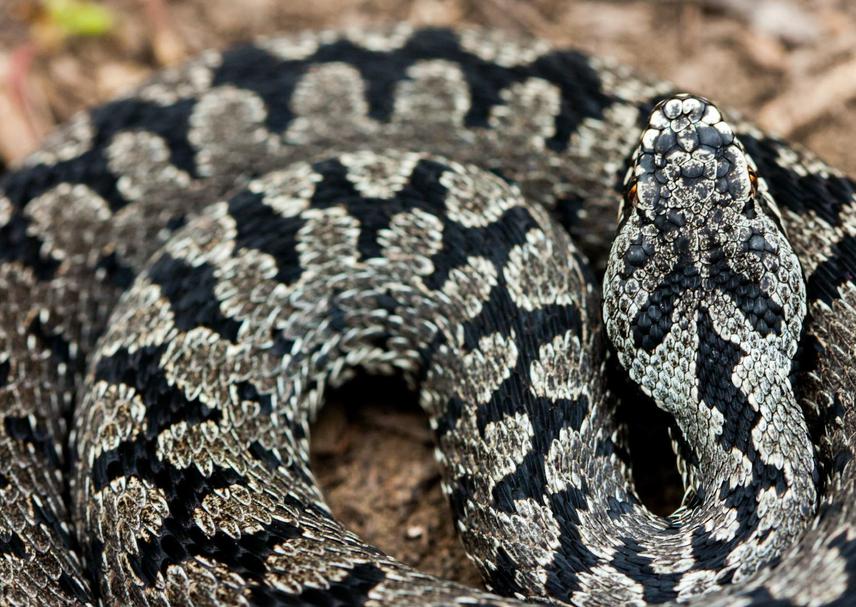 Bosnian adder.