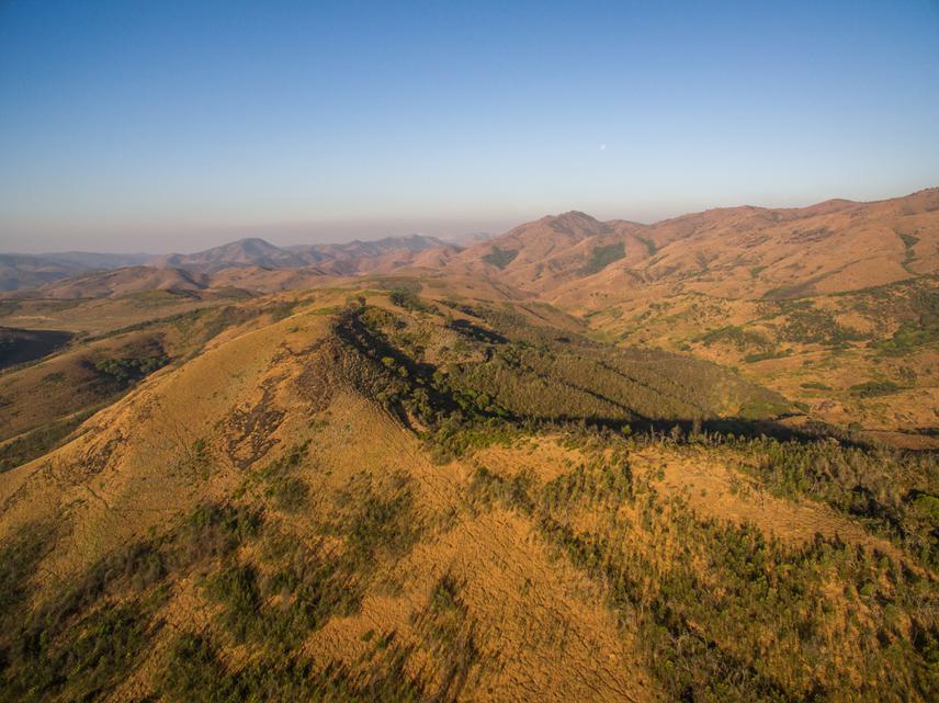Partially successful attempts to restore grasslands by removal of plantations.