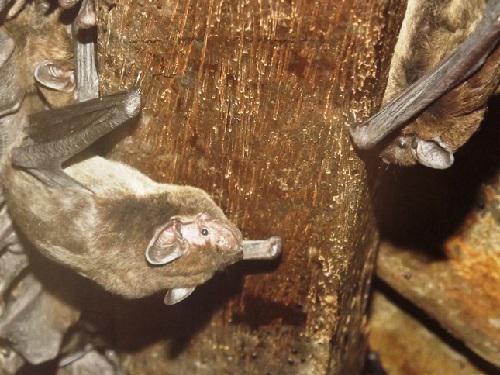 Pipistrellus ceylonicus at Maskeliya site.