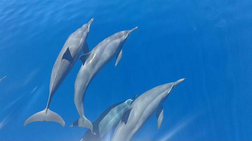 Stenella longirostris.