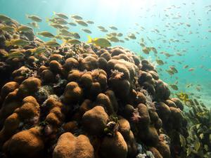 Orbicella annularis coral. © Lorenzo Alvarez-Filip.