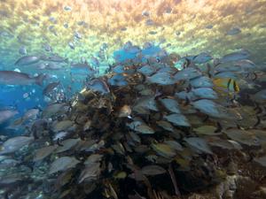 Puerto Morelos National Park. © Lorenzo Alvarez-Filip.