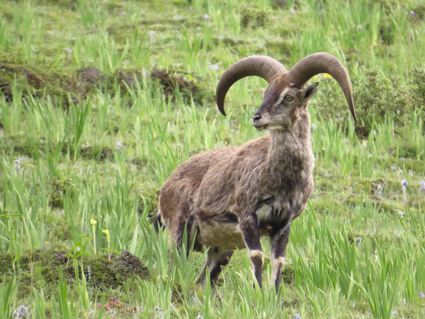 The adult male blue sheep searching his herd.