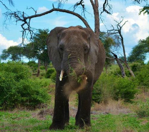 Elephant.