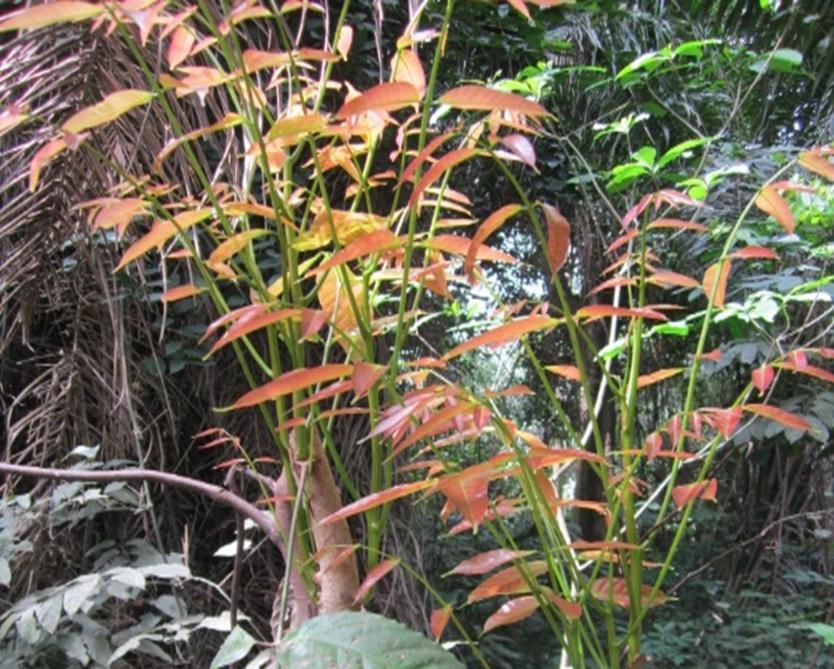 Medicinal plant coppicing after whole cutting of shoot.