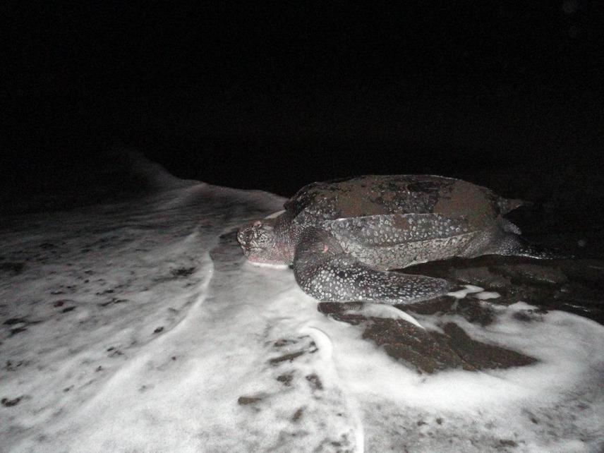 17164-2 leatherback.jpg