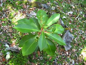 Canelo (Drimys winteri) Mapuche people’s sacred tree.