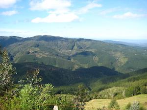 Radiata pine plantations in southern Chile.
