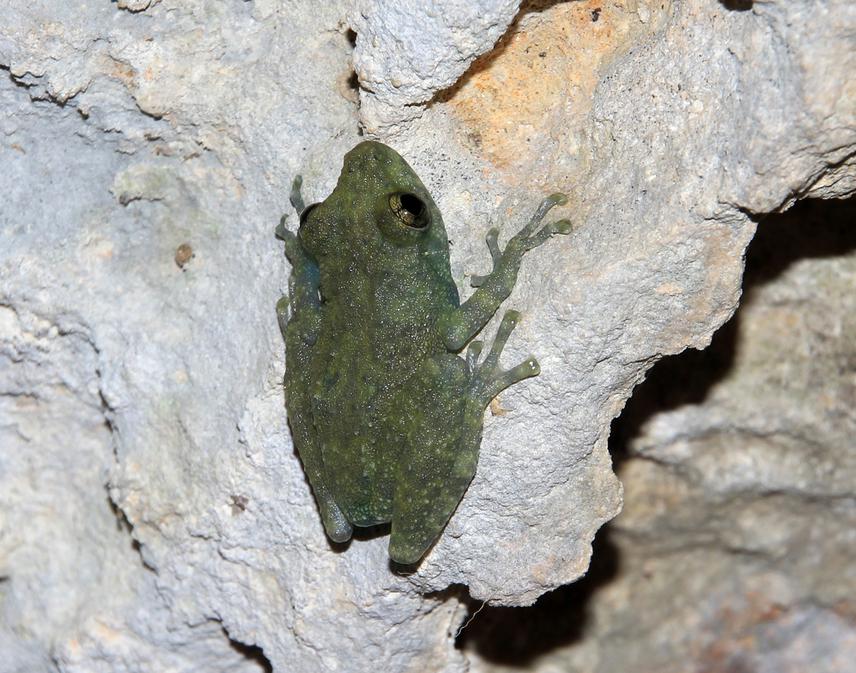Gracixalus cf. quyeti.