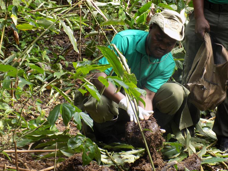 Mounting of camera trap along elephant routes at survey sites.