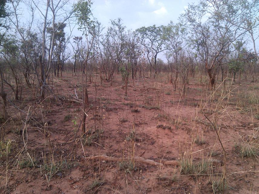 A typical late fire regime at the Yankari Game Reserve, Nigeria.