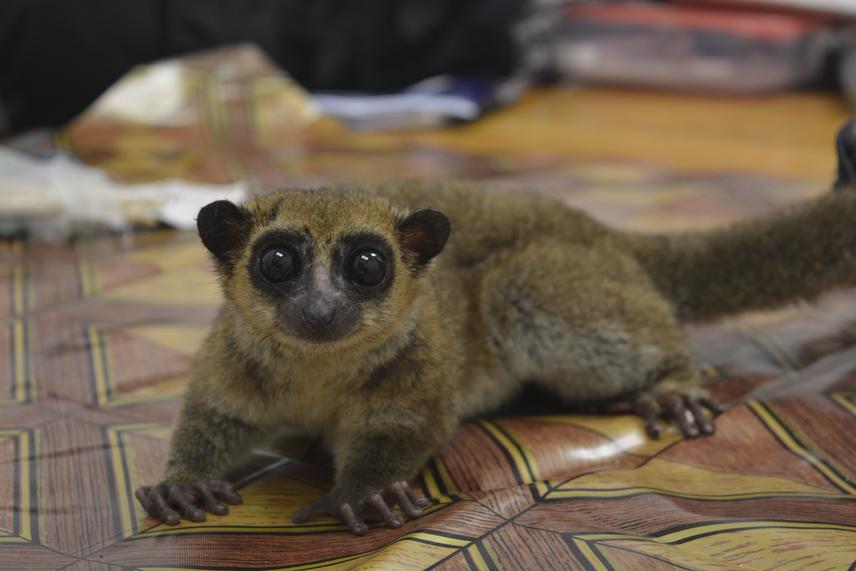 Dwarf lemur.