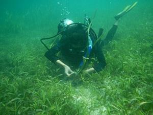 Collecting seagrass specimen for herbarium.