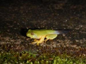 A metamorph of Rhacophorus pseudomalabaricus in a tank.