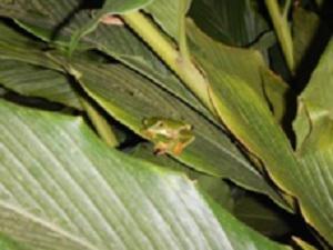 Adult male of Rhacophorus pseudomalabaricus.