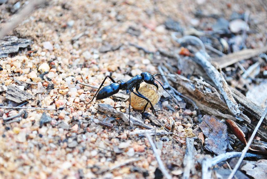 An individual of Dinoponera quadriceps (Family Formicinae) interacting with a Jatropha mutabilis (Family Euphorbiaceae) seed. ©Fernanda Oliveira
