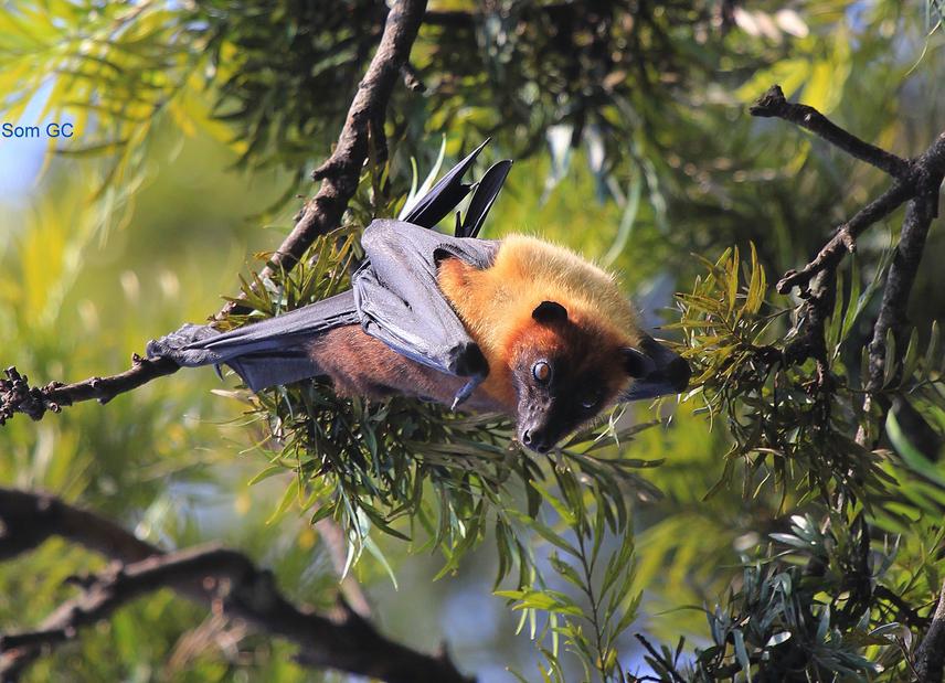 A Pteropus gianteus from Kesharmahal roost, Kathmandu.