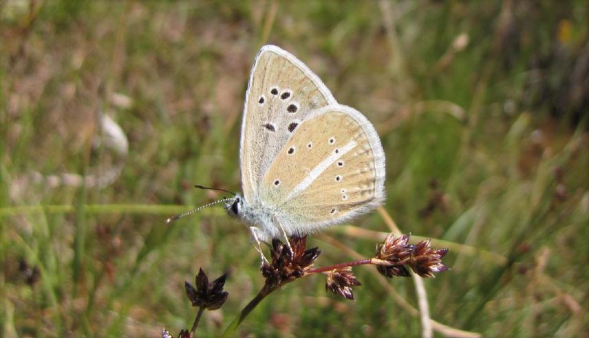 Polyommatus ninae. Another interesting species which shows declining population trend though.