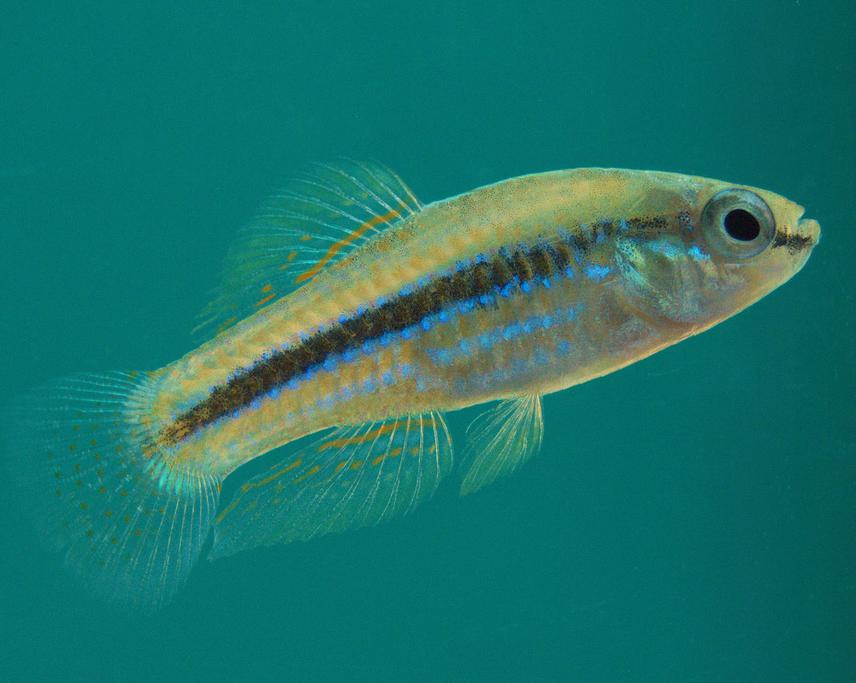 Cubanichthys cubensis.