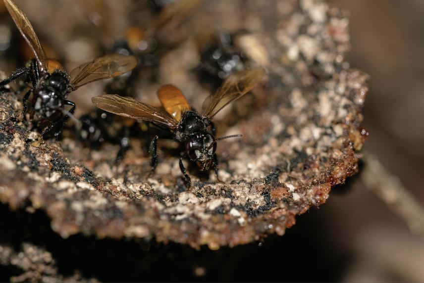 17395-1T. fulviventris.png