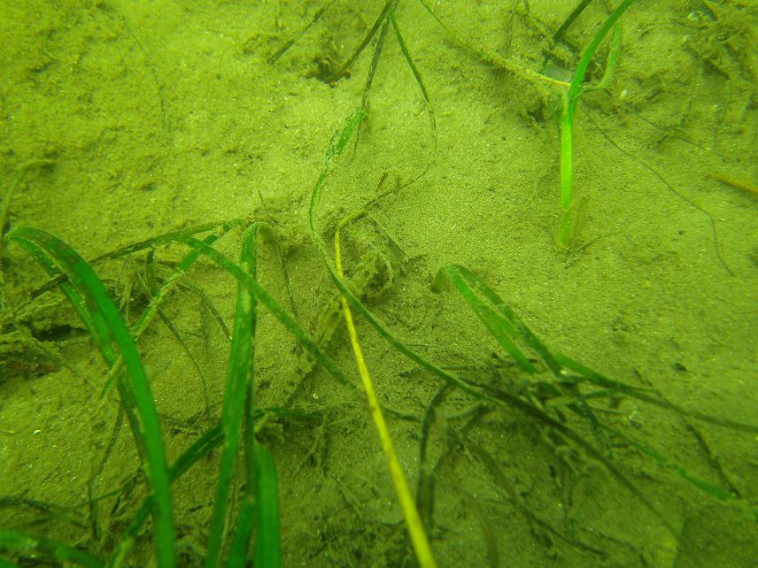Seahorse found within the larger Knysna Estuary within Eel grass.