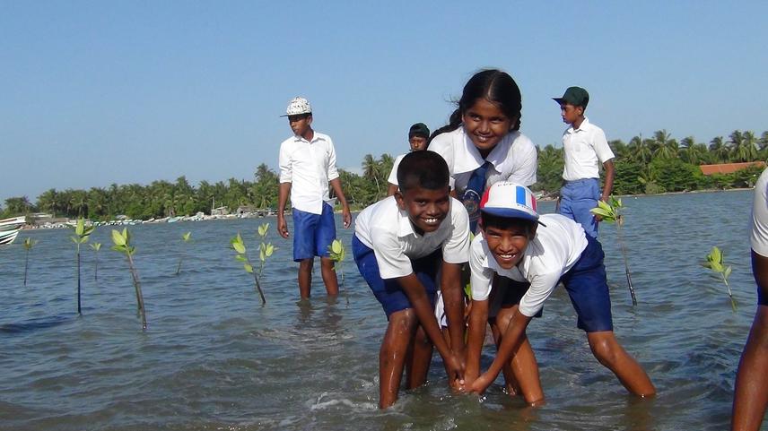 Mangroves.