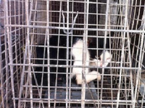 Feral cat on Cedros Island.