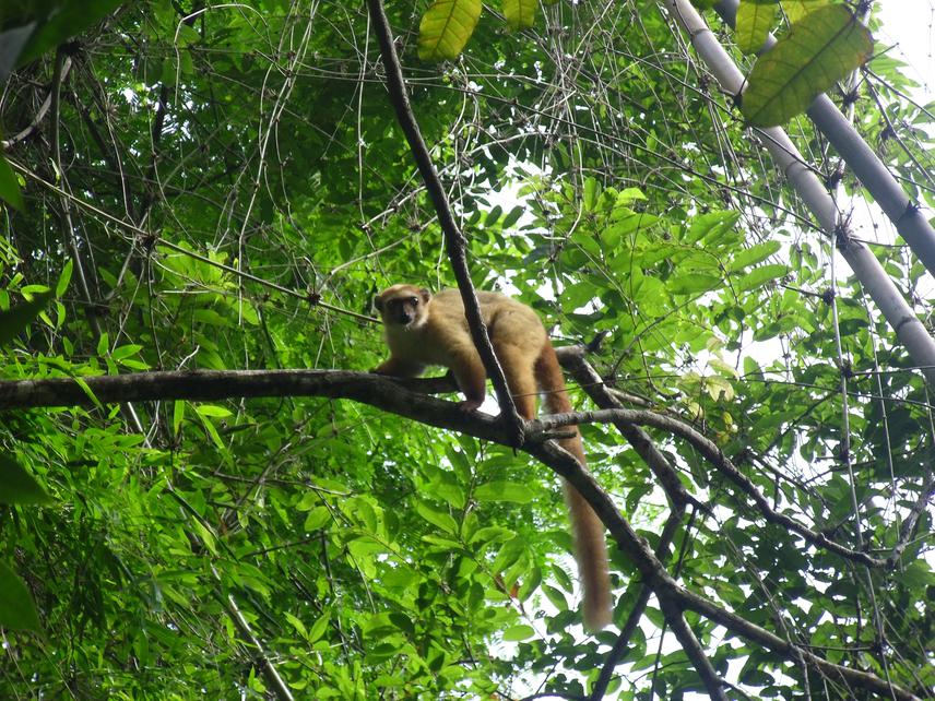 Blue-eyed black lemur.