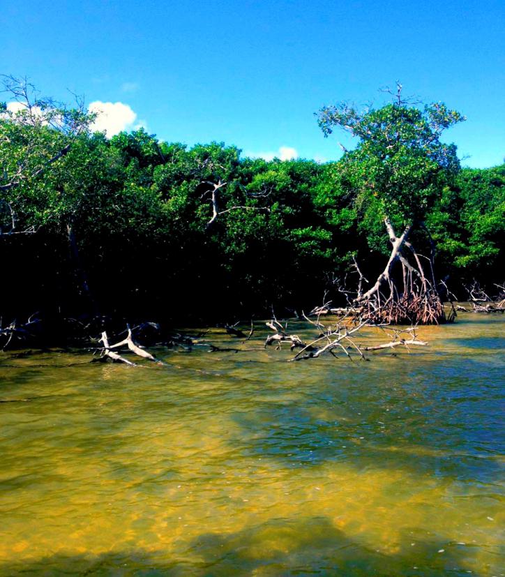Mangroves of Holbox. © Nadia Rubio.
