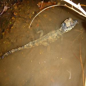 Hatchling of Osteolaemus tetraspis spotted in Tano-Offin  Forest Reserve