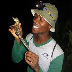 Team leader admiring Osteolaemus tetraspis  hatchling in  Tano-Offin Forest Reserve